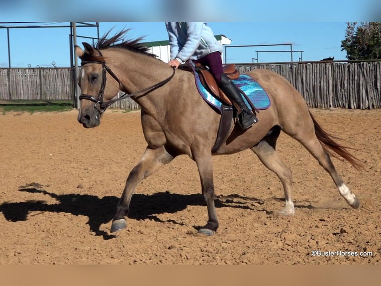 American Quarter Horse Castrone 16 Anni 142 cm Pelle di daino in Weatherford, TX