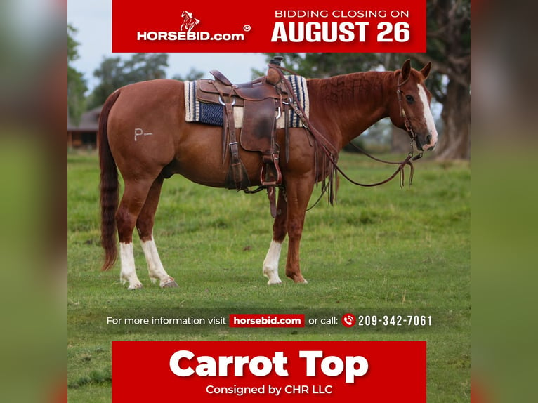 American Quarter Horse Castrone 16 Anni 142 cm Sauro ciliegia in Waterford