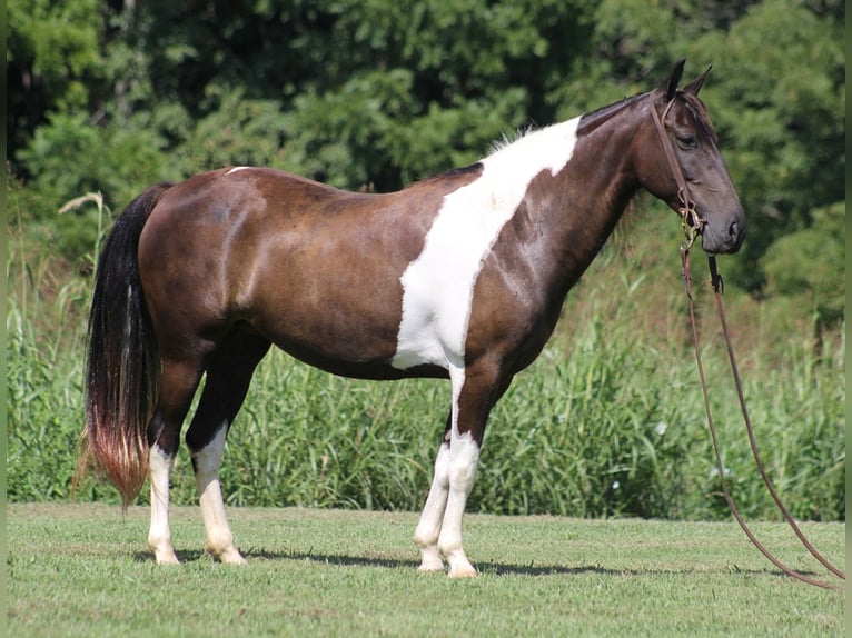 American Quarter Horse Castrone 16 Anni 142 cm Tobiano-tutti i colori in Mount Vernon Ky