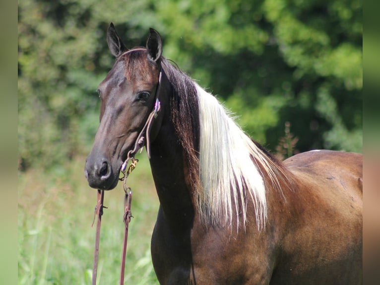 American Quarter Horse Castrone 16 Anni 142 cm Tobiano-tutti i colori in Mount Vernon Ky