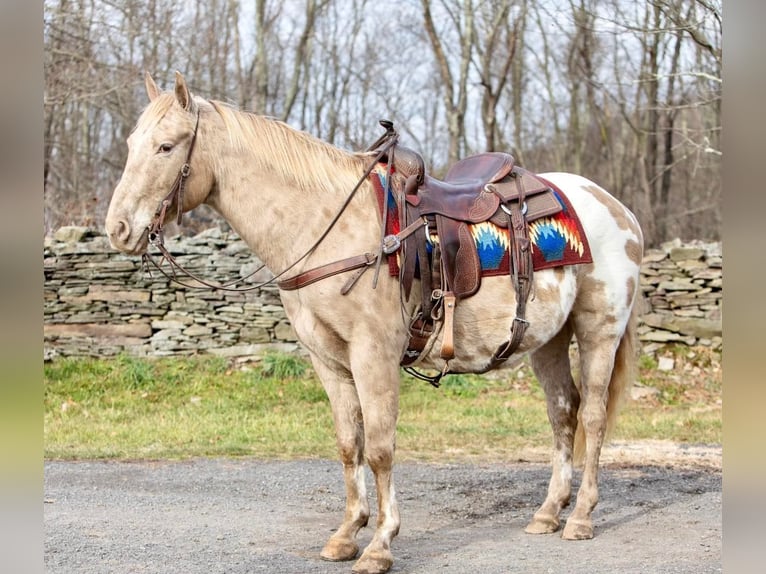 American Quarter Horse Castrone 16 Anni 145 cm Champagne in Everette PA