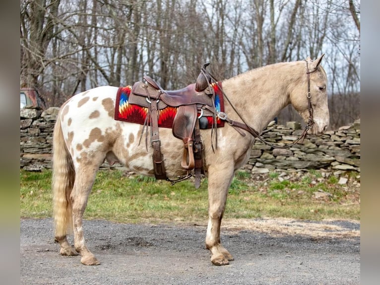 American Quarter Horse Castrone 16 Anni 145 cm Champagne in Everette PA