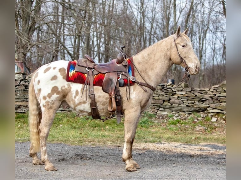 American Quarter Horse Castrone 16 Anni 145 cm Champagne in Everette PA