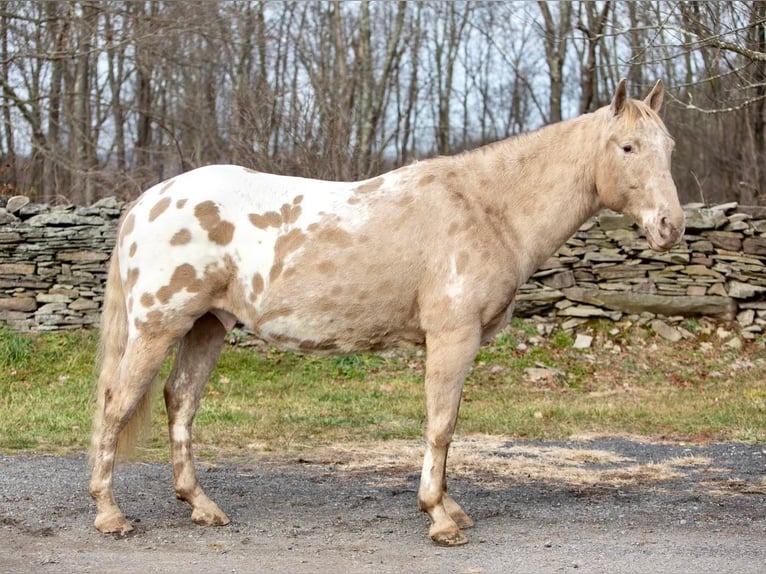 American Quarter Horse Castrone 16 Anni 145 cm Champagne in Everette PA