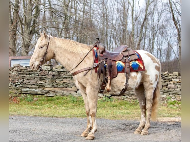 American Quarter Horse Castrone 16 Anni 145 cm Champagne in Everette PA