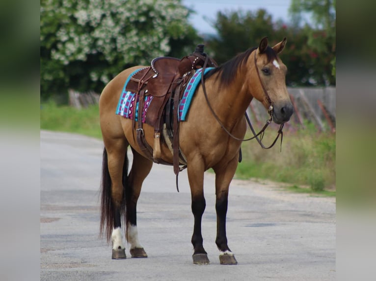 American Quarter Horse Castrone 16 Anni 145 cm Pelle di daino in Stephenville TX