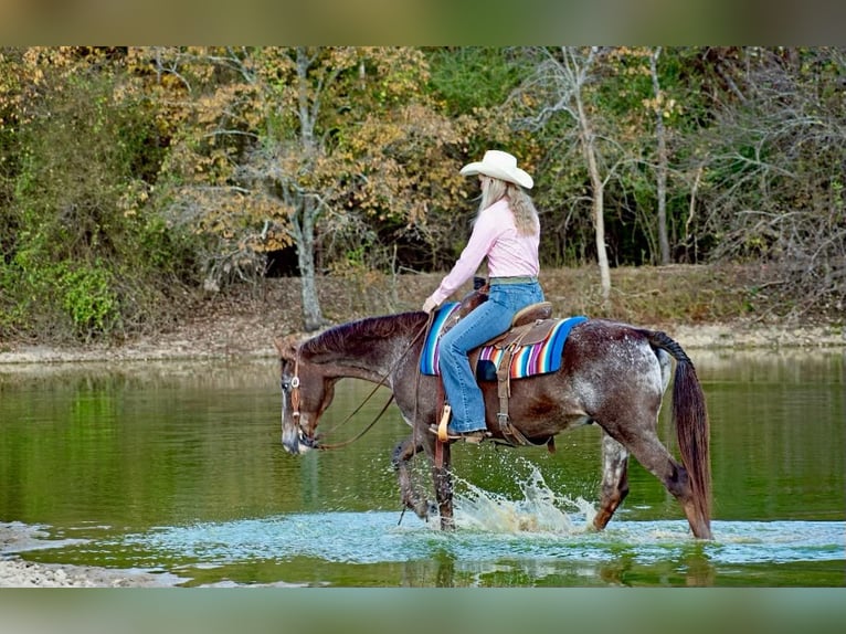 American Quarter Horse Castrone 16 Anni 145 cm Roano rosso in Quitman AR