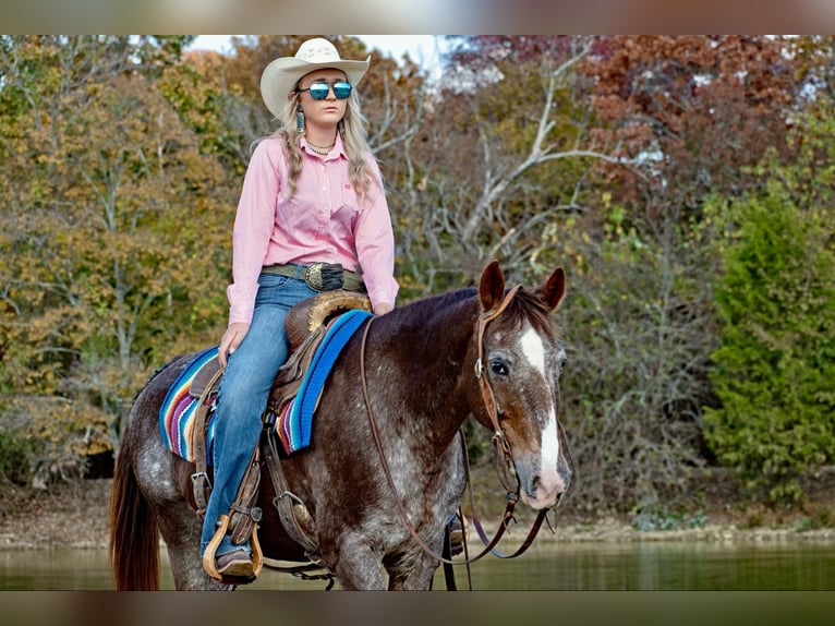 American Quarter Horse Castrone 16 Anni 145 cm Roano rosso in Quitman AR