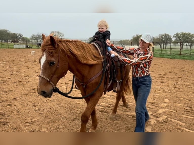 American Quarter Horse Castrone 16 Anni 145 cm Sauro ciliegia in Weatherford TX
