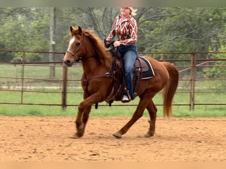 American Quarter Horse Castrone 16 Anni 145 cm Sauro ciliegia in Weatherford TX