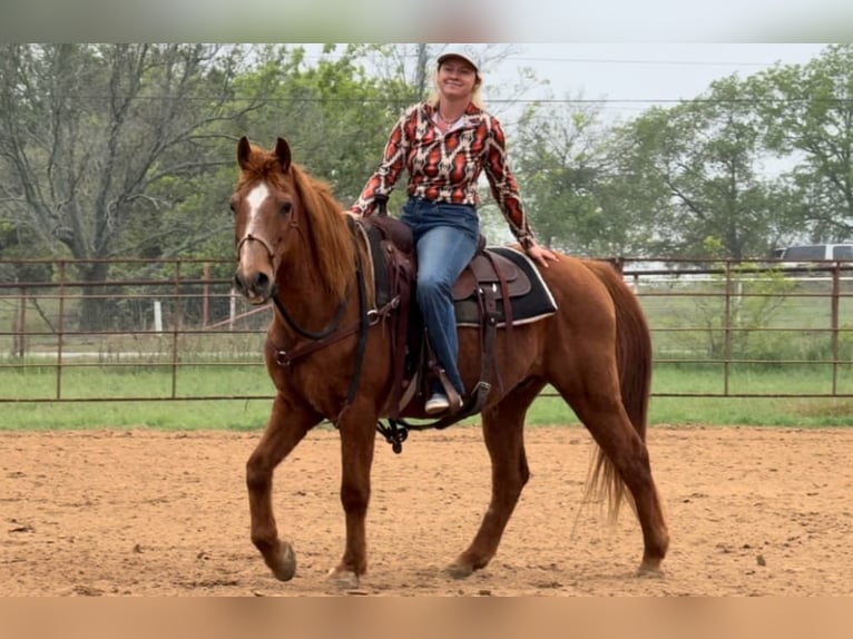 American Quarter Horse Castrone 16 Anni 145 cm Sauro ciliegia in Weatherford TX