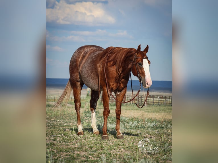 American Quarter Horse Castrone 16 Anni 145 cm Sauro ciliegia in Cody