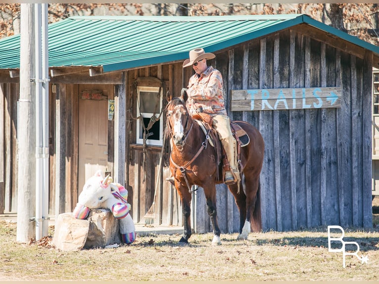 American Quarter Horse Castrone 16 Anni 147 cm Baio ciliegia in Mountain Grove MO