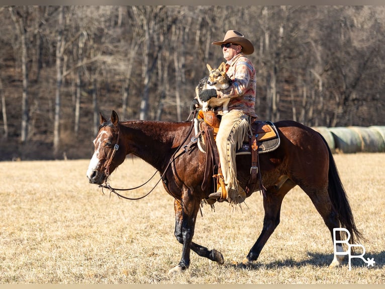 American Quarter Horse Castrone 16 Anni 147 cm Baio ciliegia in Mountain Grove MO