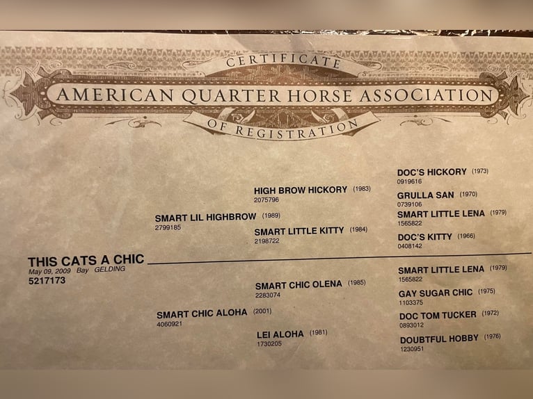 American Quarter Horse Castrone 16 Anni 147 cm Baio ciliegia in Mountain Grove MO