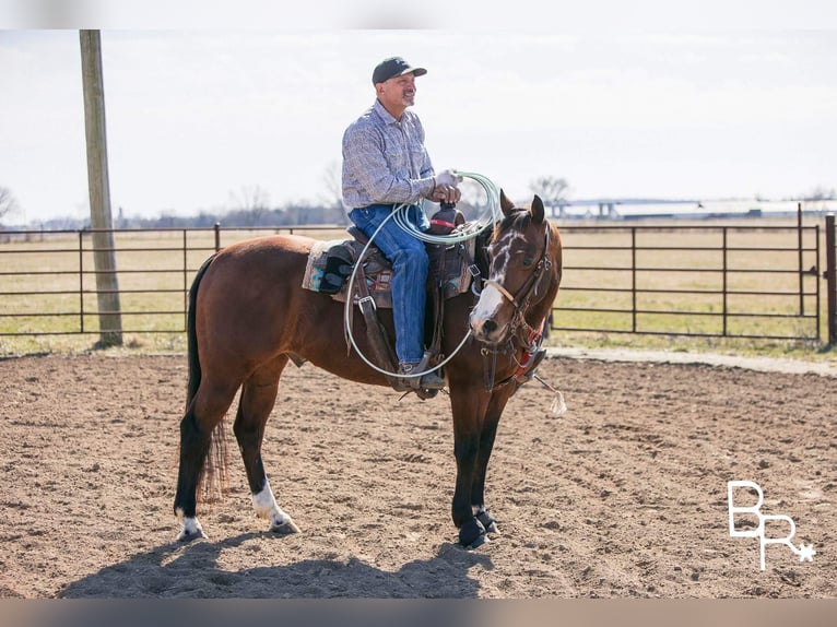 American Quarter Horse Castrone 16 Anni 147 cm Baio ciliegia in Mountain Grove MO