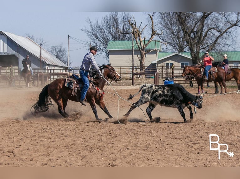 American Quarter Horse Castrone 16 Anni 147 cm Baio ciliegia in Mountain Grove MO