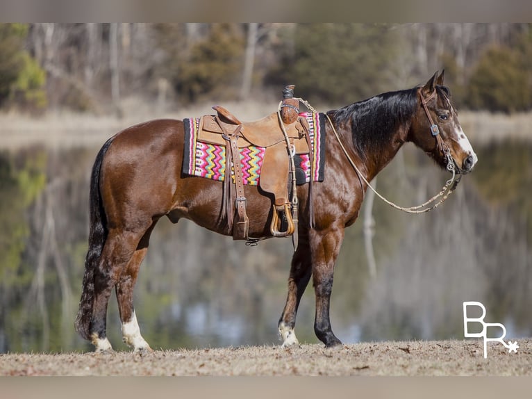 American Quarter Horse Castrone 16 Anni 147 cm Baio ciliegia in Mountain Grove MO