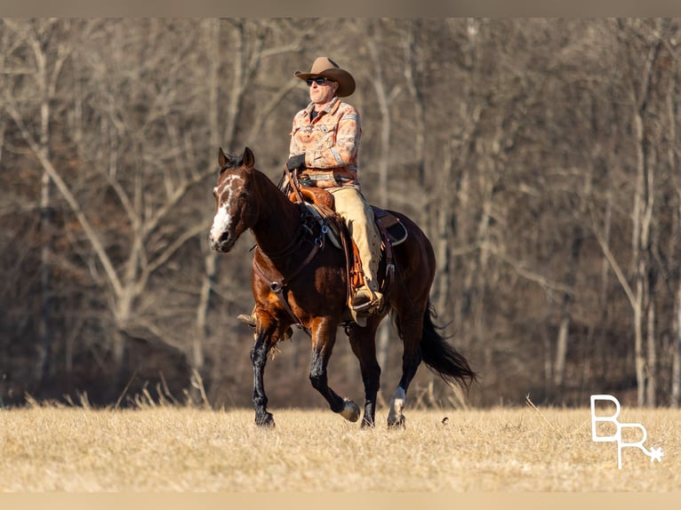 American Quarter Horse Castrone 16 Anni 147 cm Baio ciliegia in Mountain Grove MO