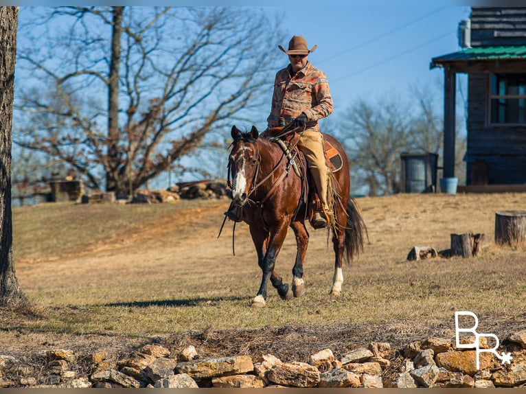 American Quarter Horse Castrone 16 Anni 147 cm Baio ciliegia in Mountain Grove MO