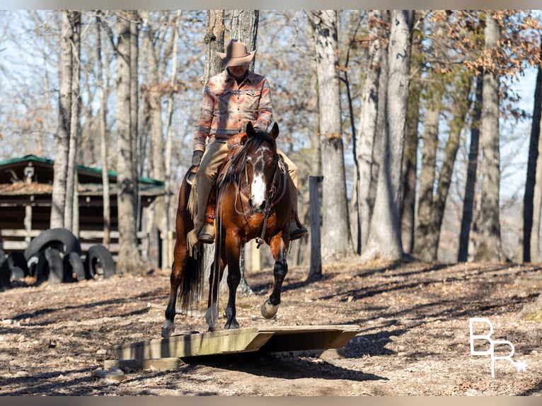 American Quarter Horse Castrone 16 Anni 147 cm Baio ciliegia in Mountain Grove MO