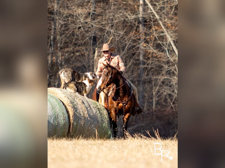 American Quarter Horse Castrone 16 Anni 147 cm Baio ciliegia in Mountain Grove MO