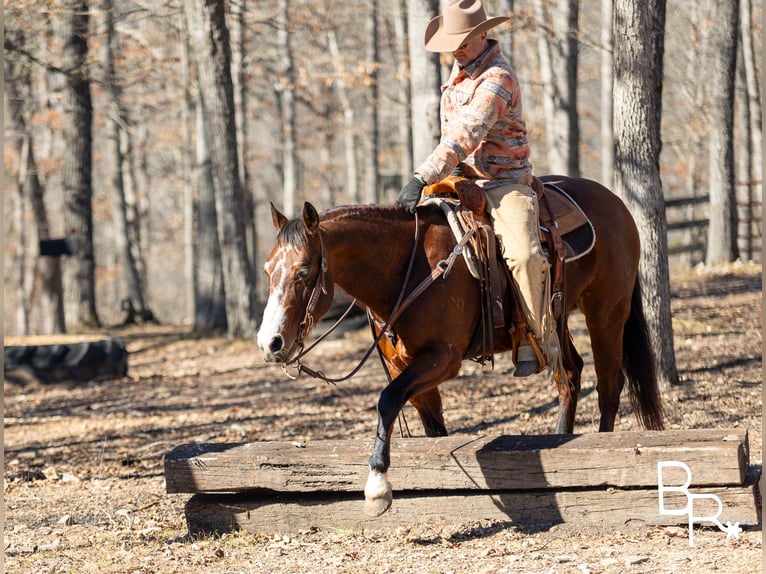 American Quarter Horse Castrone 16 Anni 147 cm Baio ciliegia in Mountain Grove MO