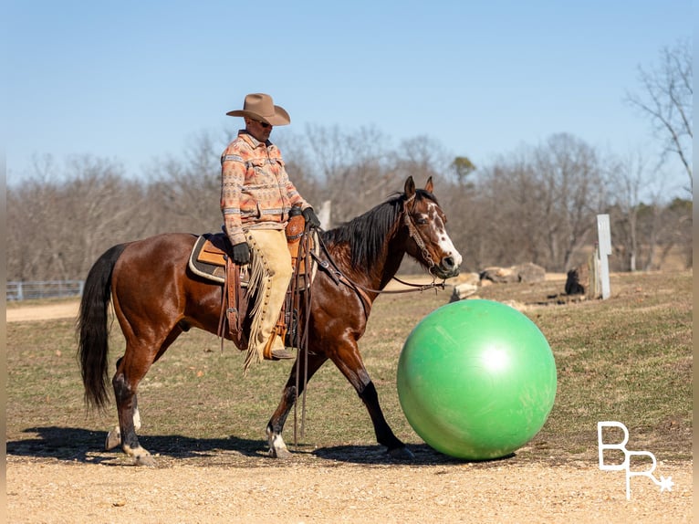 American Quarter Horse Castrone 16 Anni 147 cm Baio ciliegia in Mountain Grove MO