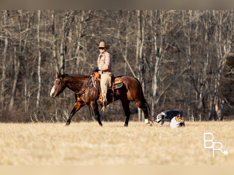 American Quarter Horse Castrone 16 Anni 147 cm Baio ciliegia in Mountain Grove MO