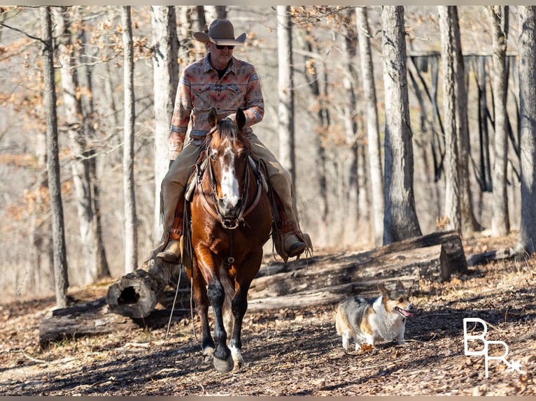 American Quarter Horse Castrone 16 Anni 147 cm Baio ciliegia in Mountain Grove MO