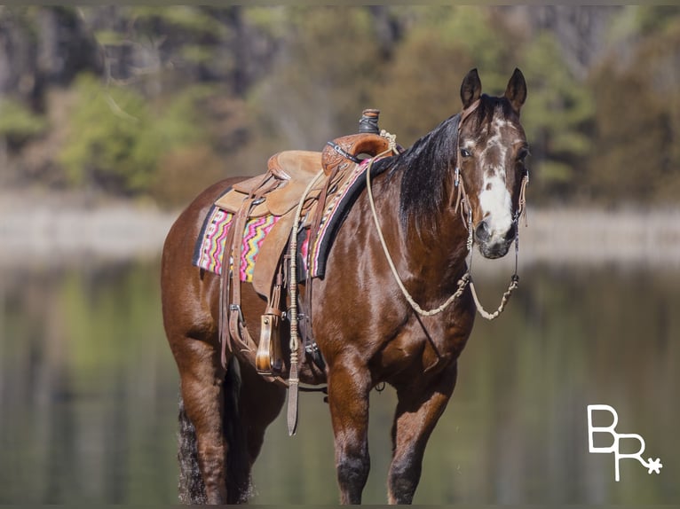 American Quarter Horse Castrone 16 Anni 147 cm Baio ciliegia in Mountain Grove MO