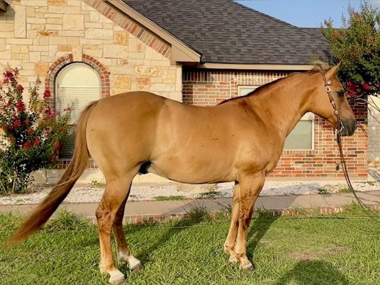 American Quarter Horse Castrone 16 Anni 147 cm Falbo in Pilot Point