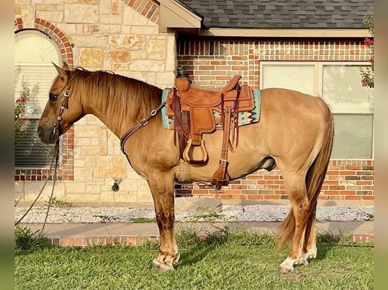 American Quarter Horse Castrone 16 Anni 147 cm Falbo in Pilot Point