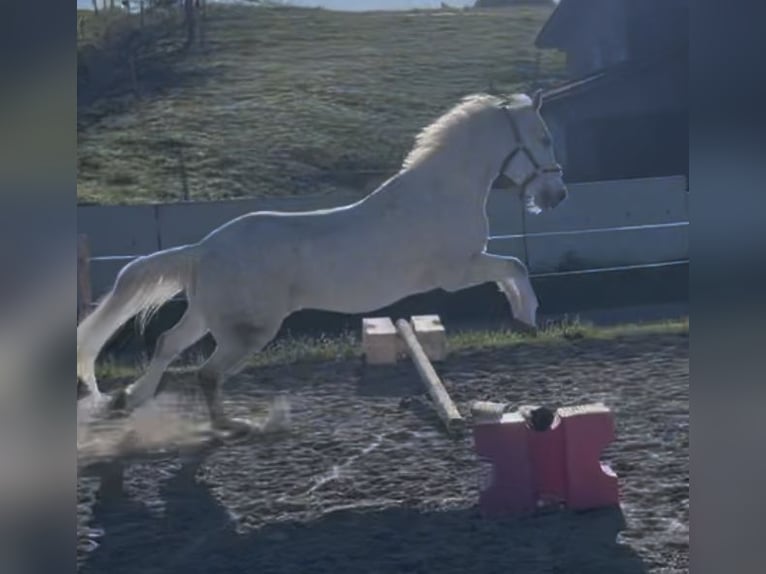 American Quarter Horse Castrone 16 Anni 147 cm Grigio pezzato in Schwarzenegg