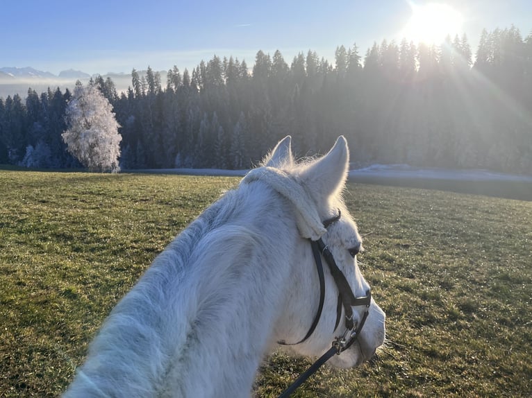 American Quarter Horse Castrone 16 Anni 147 cm Grigio pezzato in Schwarzenegg
