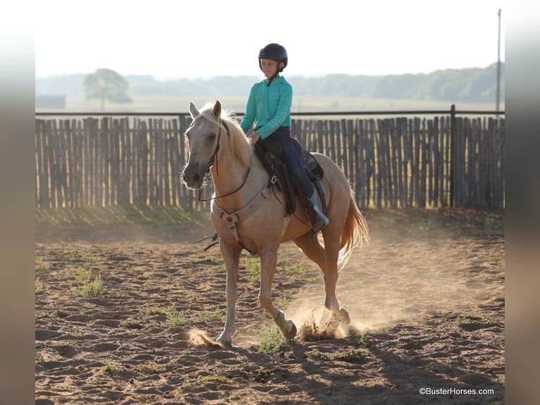 American Quarter Horse Castrone 16 Anni 147 cm Palomino in Weatherford TX