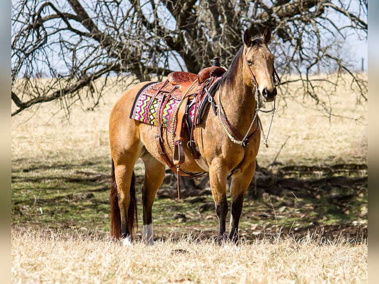 American Quarter Horse Castrone 16 Anni 147 cm Pelle di daino in Mountain Grove MO