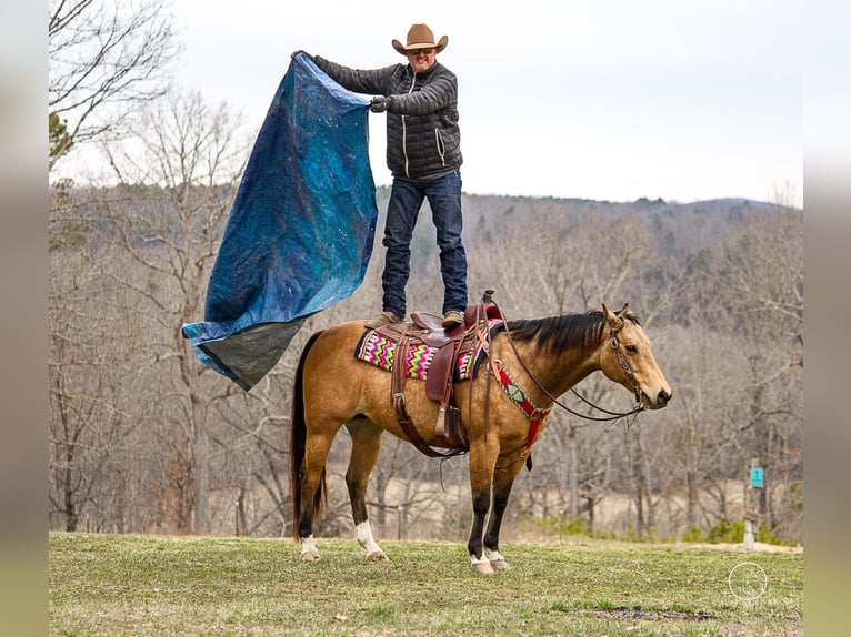 American Quarter Horse Castrone 16 Anni 147 cm Pelle di daino in Mountain Grove MO