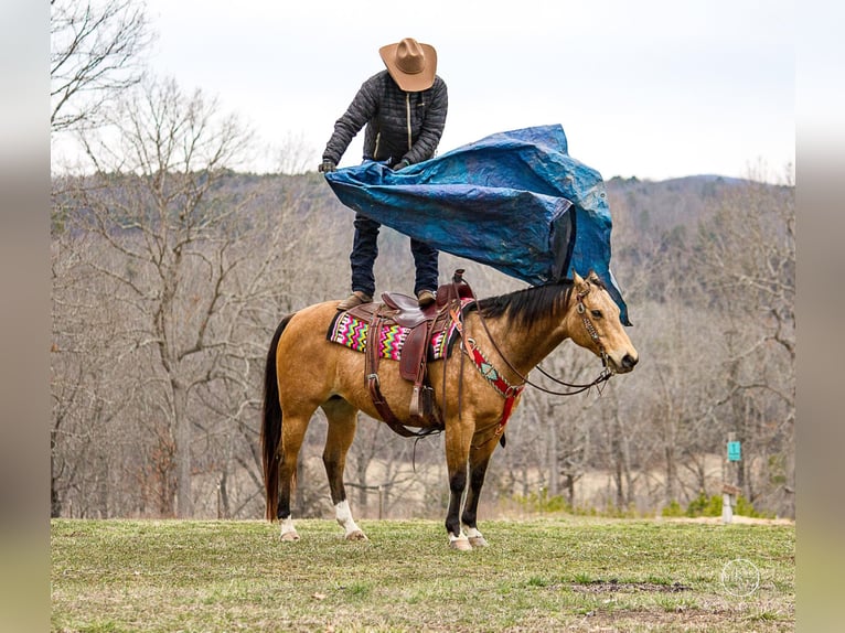 American Quarter Horse Castrone 16 Anni 147 cm Pelle di daino in Mountain Grove MO