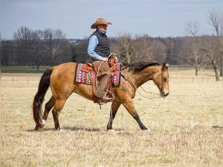 American Quarter Horse Castrone 16 Anni 147 cm Pelle di daino in Mountain Grove MO