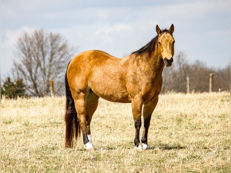 American Quarter Horse Castrone 16 Anni 147 cm Pelle di daino in Mountain Grove MO