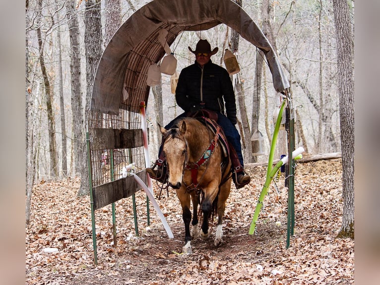 American Quarter Horse Castrone 16 Anni 147 cm Pelle di daino in Mountain Grove MO