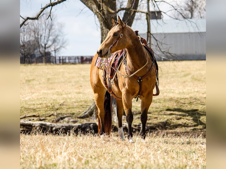 American Quarter Horse Castrone 16 Anni 147 cm Pelle di daino in Mountain Grove MO