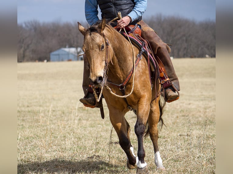 American Quarter Horse Castrone 16 Anni 147 cm Pelle di daino in Mountain Grove MO