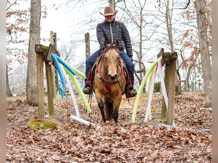 American Quarter Horse Castrone 16 Anni 147 cm Pelle di daino in Mountain Grove MO