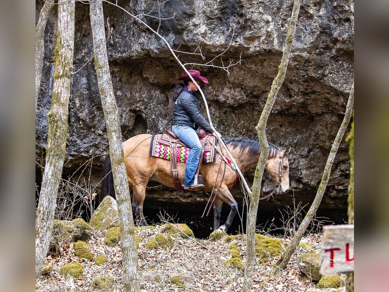 American Quarter Horse Castrone 16 Anni 147 cm Pelle di daino in Mountain Grove MO