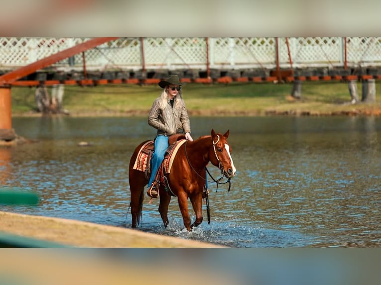 American Quarter Horse Castrone 16 Anni 147 cm Sauro ciliegia in Quitman
