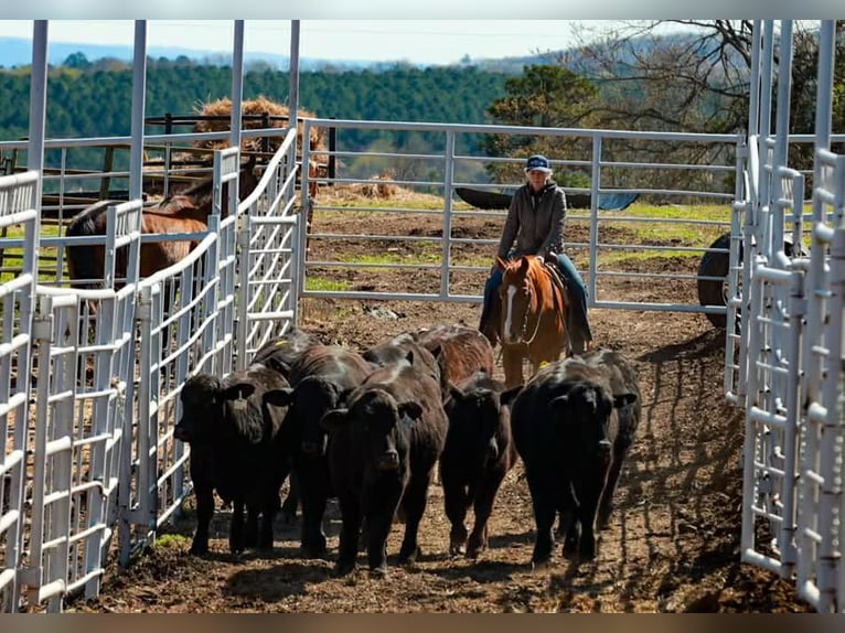 American Quarter Horse Castrone 16 Anni 147 cm Sauro ciliegia in Quitman