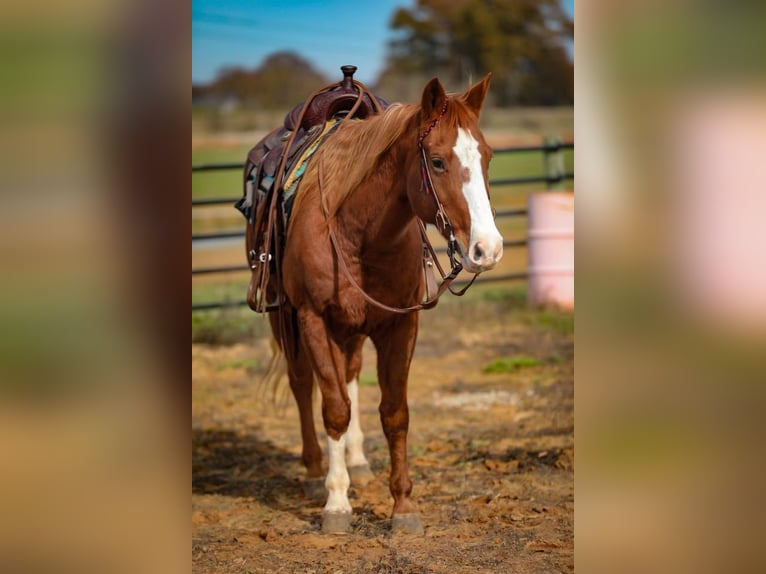 American Quarter Horse Castrone 16 Anni 147 cm Sauro scuro in Mt HOpe AL