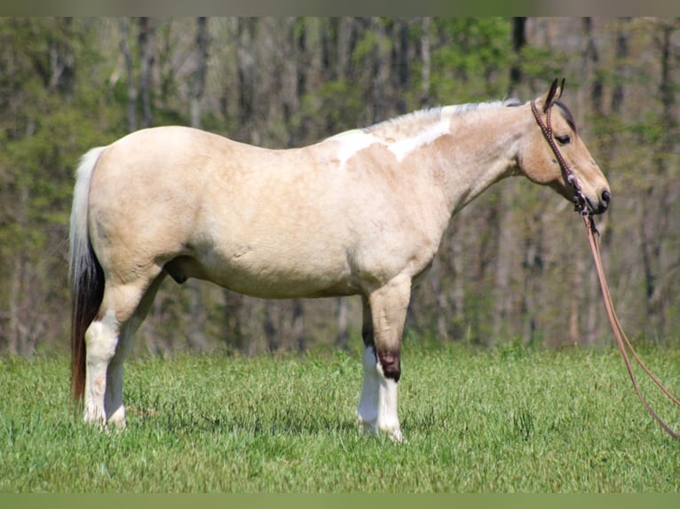 American Quarter Horse Castrone 16 Anni 147 cm Tobiano-tutti i colori in Sanora Ky